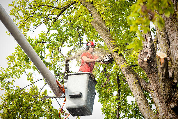 Best Seasonal Cleanup (Spring/Fall)  in Coral Terrace, FL